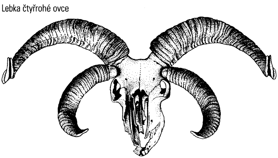 Ovce domácí (Ovis ammon f.