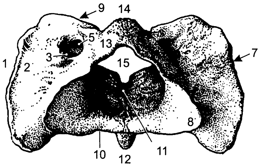 Nosič (atlas): 1: postranní hmota (massa lateralis) 2: příčný výběţek (processus transversus) 3: křídlový otvor (foramen alare) 5: postranní obratlový otvor (foramen vertebrae laterale) 7: nosičová