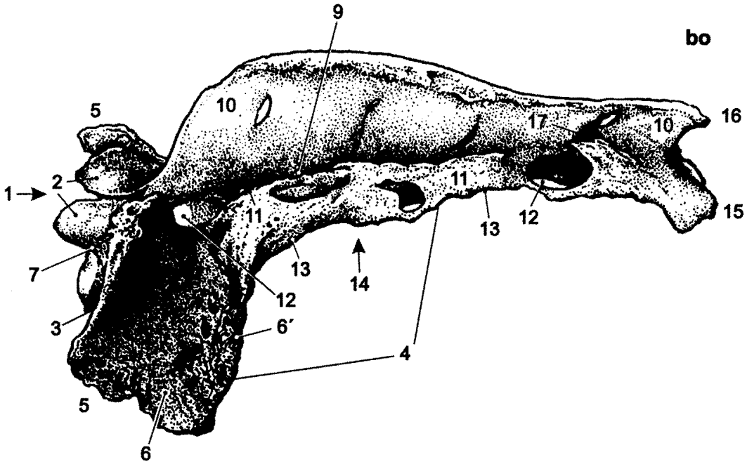 Kost kříţová (os sacrum): 1: základna kříţové kosti (basis ossis sacri) 2: kraniální kloubní výběţek (processus articularis cranialis) 3: předhoří (promontorium) 4: boční část (pars lateralis) 5: