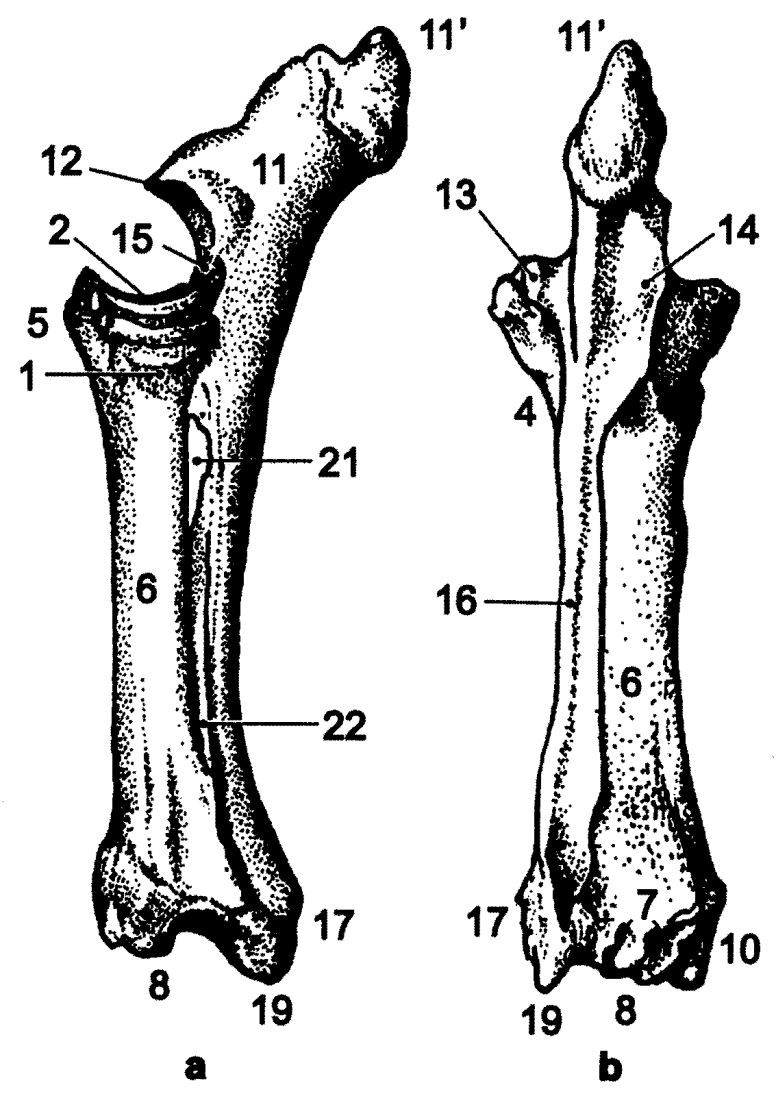 Loketní a vřetenní kost (ulna et radius): 1: hlavice vřetenní kosti (caput radii) 2: jamka hlavice vřetenní kosti (fovea capitis radii) 4: krček vřetenní kosti (collum radii) 5: drsnatina vřetenní