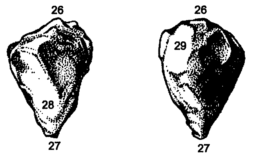 Čéška (patella): 26: základna čéšky (basis patellae) 27: hrot čéšky (apex patellae) 28: kloubní