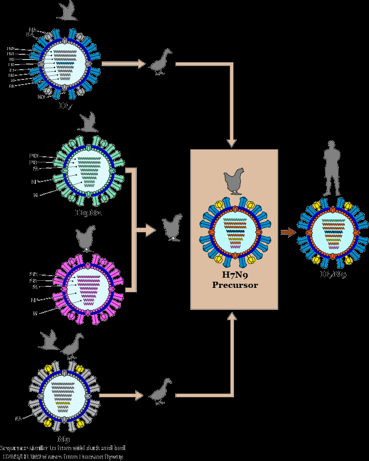 Evoluce H7N9
