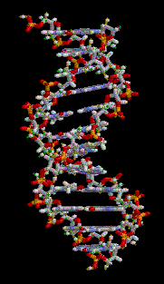 Na začátku byla DNA 1869 objev molekula DNA - švýcarský lékař Miescher vyizoloval DNA z bílých krvinek.