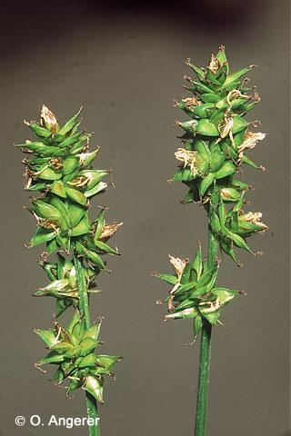 Carex muricata L. s. str. ostřice měkkoostenná Dolní klásky květenství mírně oddáleny, listeny chybí, květenství 18-42mm dl.