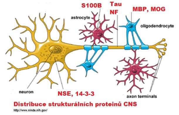 Strukturální proteiny