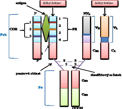 Obr. 2. Schéma struktury imunoglobulinu. 2. 3.