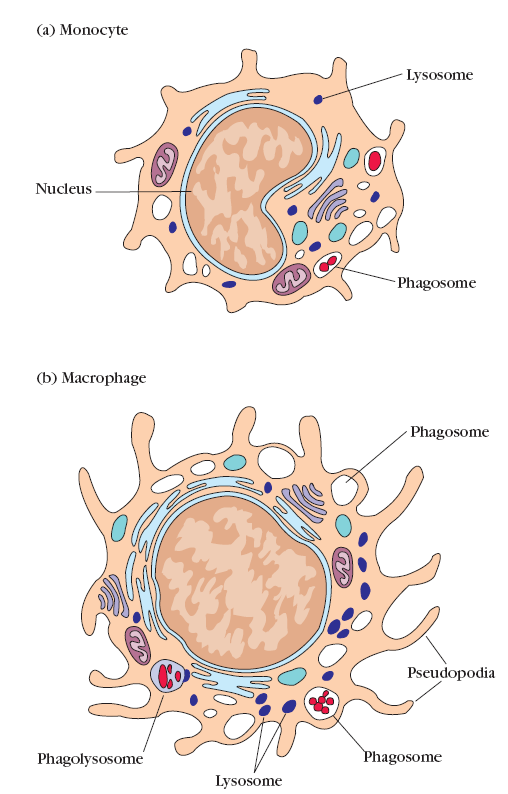 Monocyty Makrofágy II.