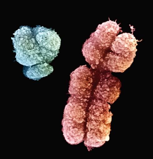 Sobecké pohlavní chromosomy Není rekombinace častý meiotický tah.