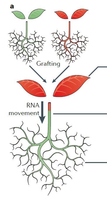 Zábrana č. 2 Weismanova bariéra není u rostlin Mobilní malé nekódujcí RNA Dokáží se šířit rostlinou na delší vzdálenost vodivými pletivy, na kratší vzdálenost plasmodesmaty.
