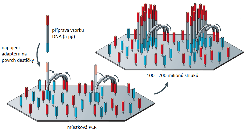 adaptory podobně jako u pyrosekvenování. Amplifikace vzorku probíhá tzv. můstkovou PCR.