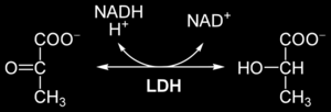 6. ENZYMY STANOVOVANÉ V LABORATOŘI KLINICKÉ BIOCHEMIE 6.1 Oxidoreduktázy 6.1.1 Laktátdehydrogenáza- LD (LDH) (L- laktát NAD + oxidoreduktáza EC 1.1.1.27.