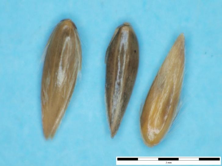 Lesknice (chrastice) rákosovitá Phalaris arundinacea L.