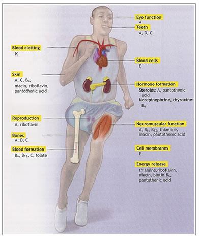 Vitamíny vitamíny rozpustné v tuku (A, D, E, K) rozpustné vo vode (C, B komplex) Funkcia súčasť enzýmov zabezpečujú normálny stav a funkciu tkanív a orgánov viaceré majú súvis s funkčným stavom