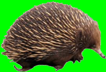 Egg-laying mammals (The echidna and the platypus are the only two egg-laying mammals in the world.