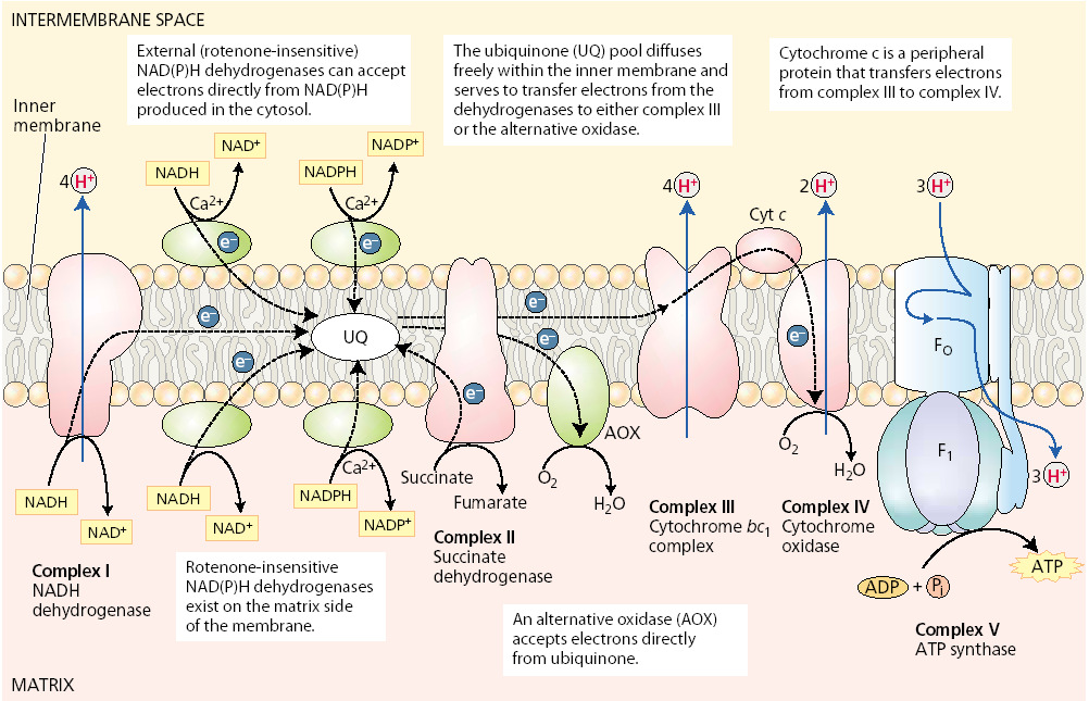 Mitochondrie energetické centrum bunky I.