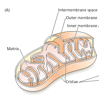 Cytochróm bc1 IV. Cytochróm c oxidázový komplex V.