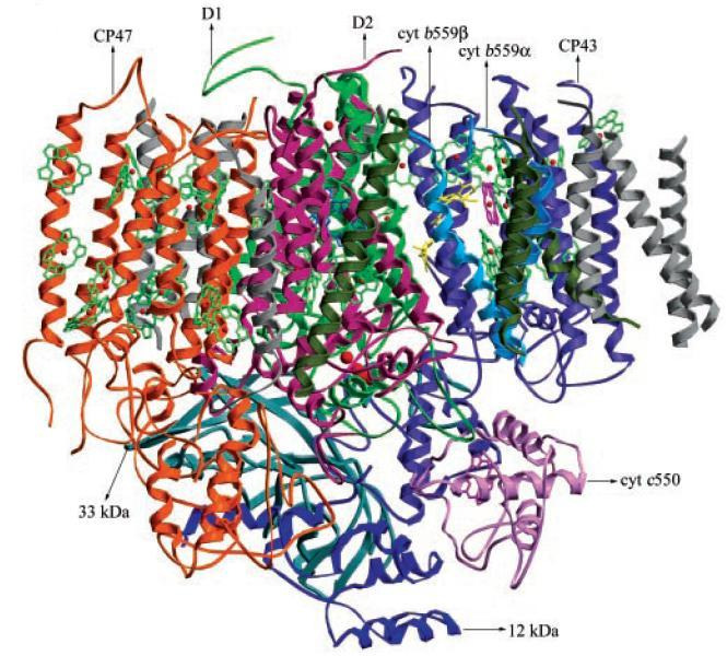 Chloroplasty V membránach tylakoidov sa formujú fotosystémy