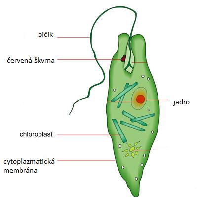 jednobunkový živočích (prvok) žije v mlákach, močiaroch, stojatých vodách