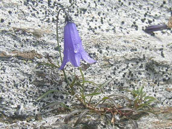 cz/cs/campanula-bohemica/ Obr. č.