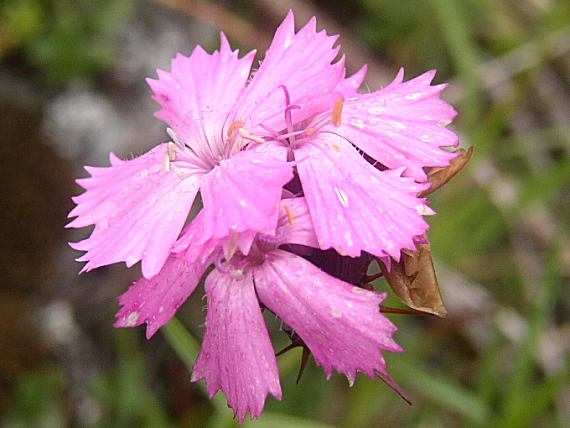 cz/cs/gentianella-praecox/ Obr. č.