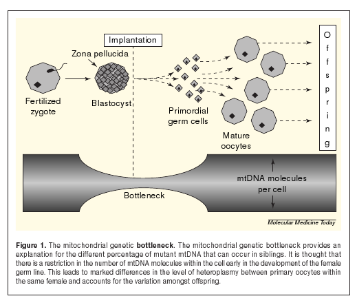 Mitochondriální genetické zúžení (Mitochondrial genetic