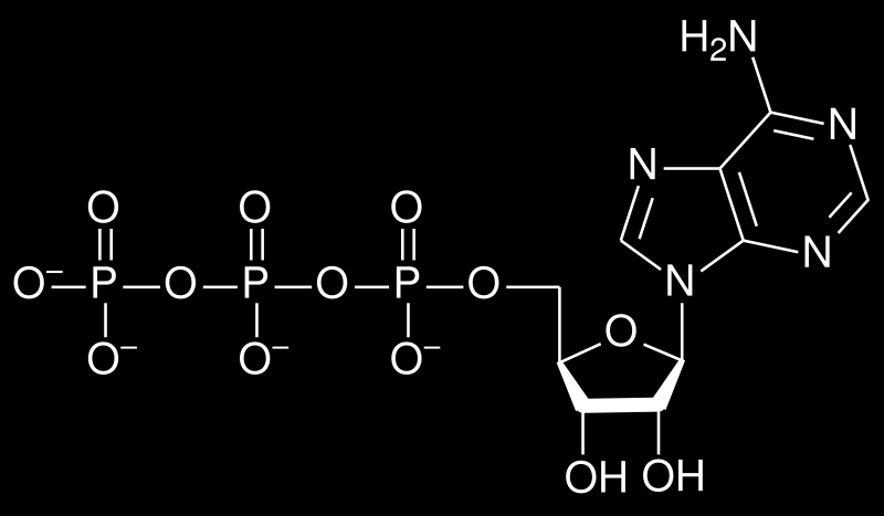 OXPHOS (systém oxidativní fosforylace) Dýchací řetězec Produkce ATP molekula pro přenos energie v buňce aerobní
