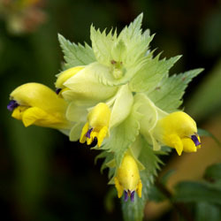 Seznam použité literatury: DAVIES, D., GRAVES, J., ELIAS, C. & WILLIAMS, P. (1997). The impact of Rhinanthus spp.