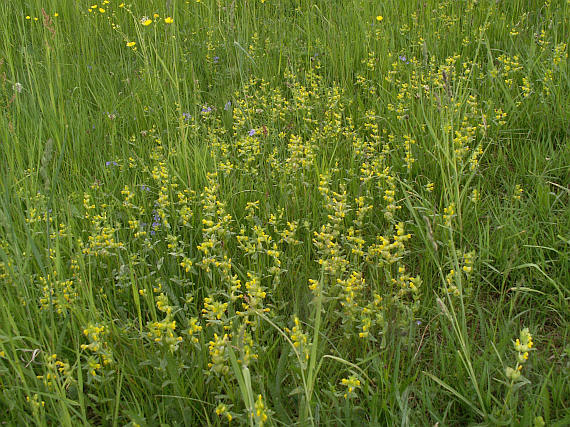 The host range and selektivity of a parasitic plant: Rhinanthus minor L.. Oecologia 78, 401-406. GIBSON, C. & WATKINSON, A. (1992).