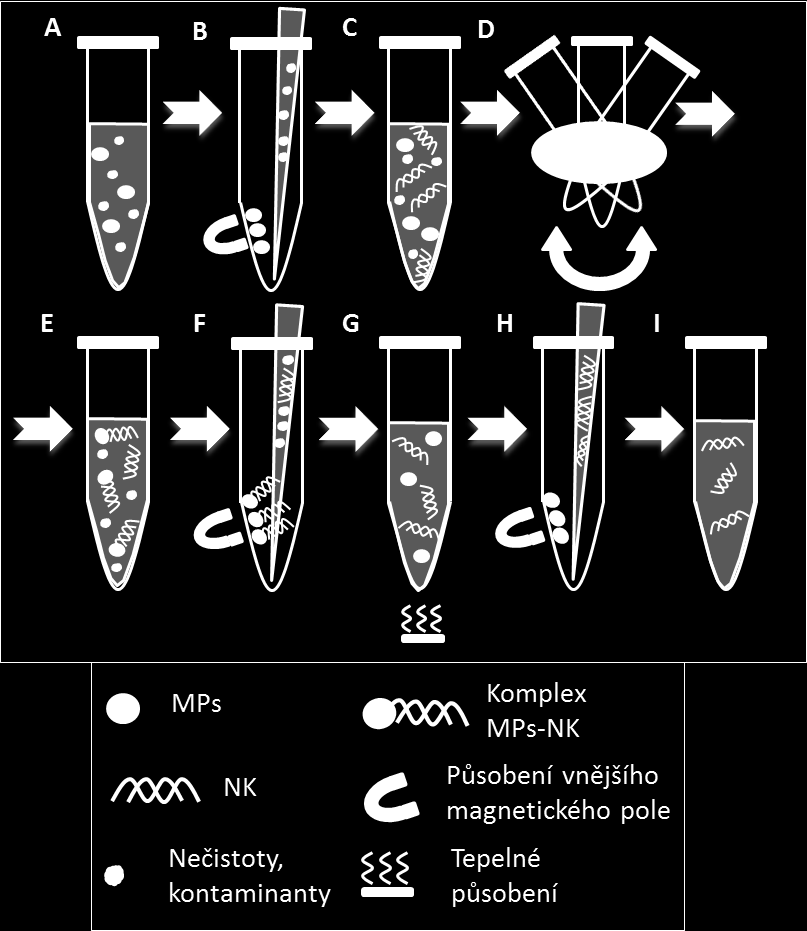 Obrázek 5.2 Schéma postupu izolace nukleových kyselin pomocí magnetizovatelných částic.
