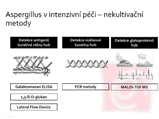 Aspergillus v intenzivní péči závěry Pro zrychlení