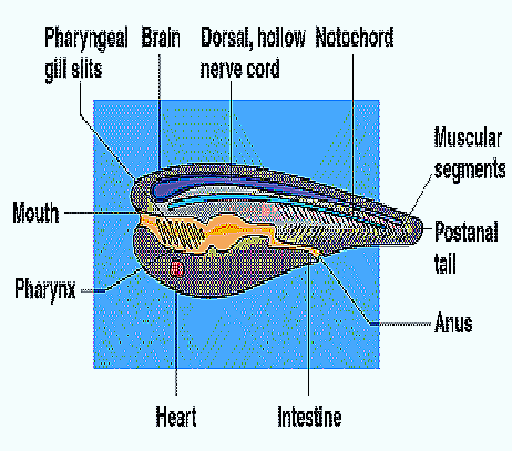 vývoj larvální: objeví se první žaberní štěrbina larva