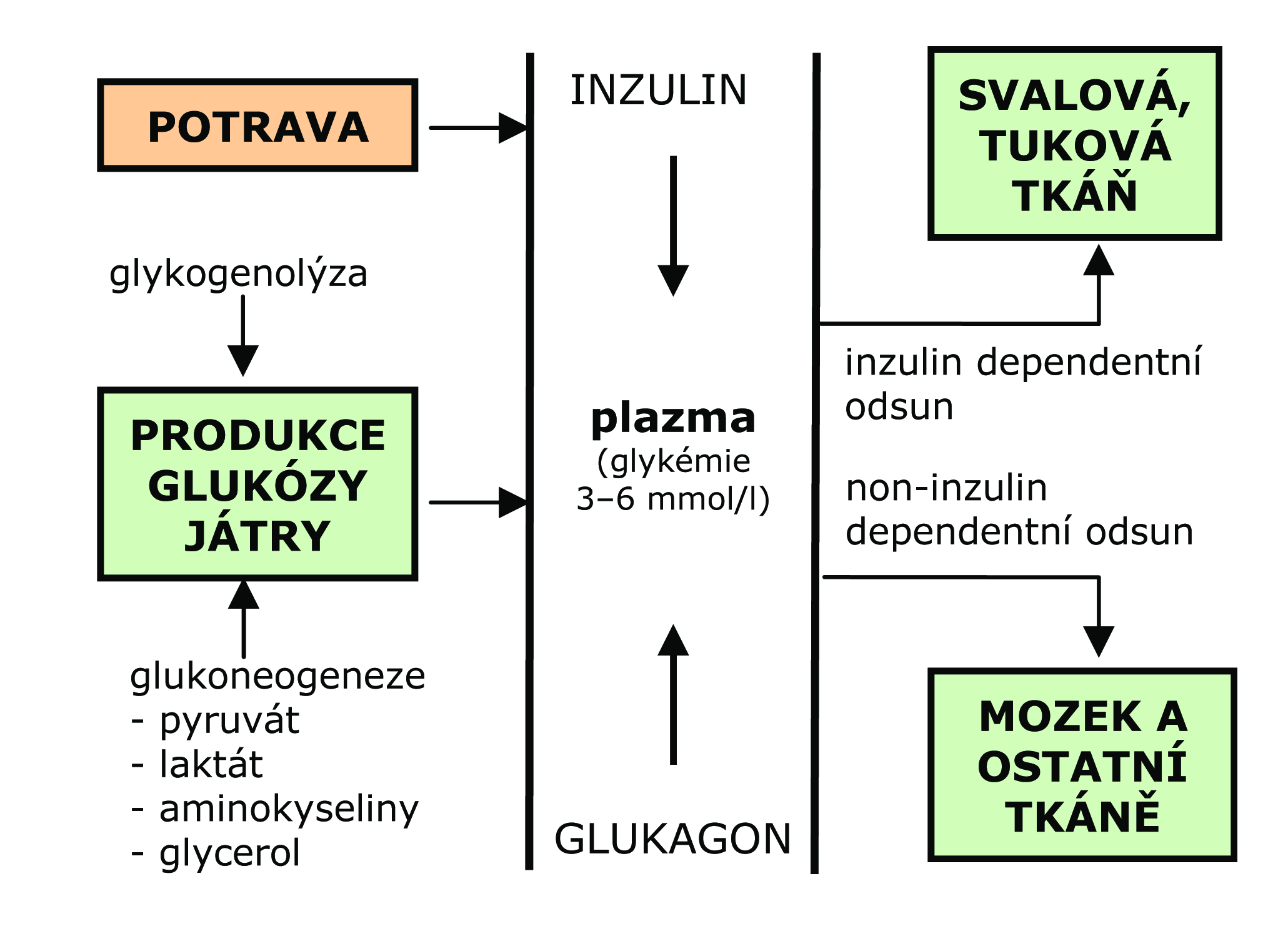 Regulace glykemie hormonální hlavní inzulin glukagon modulující