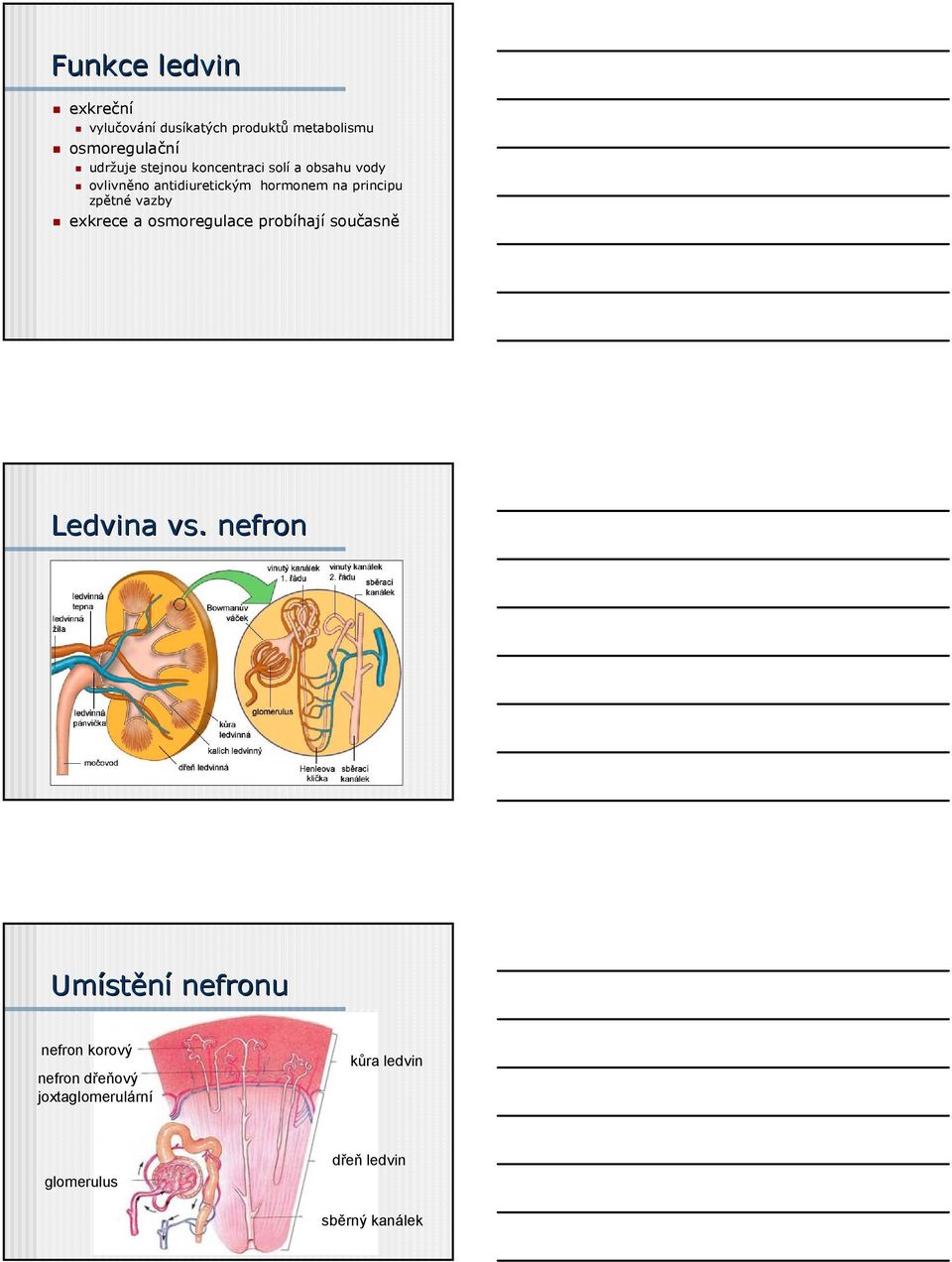 zpětné vazby exkrece a osmoregulace probíhají současně Ledvina vs.