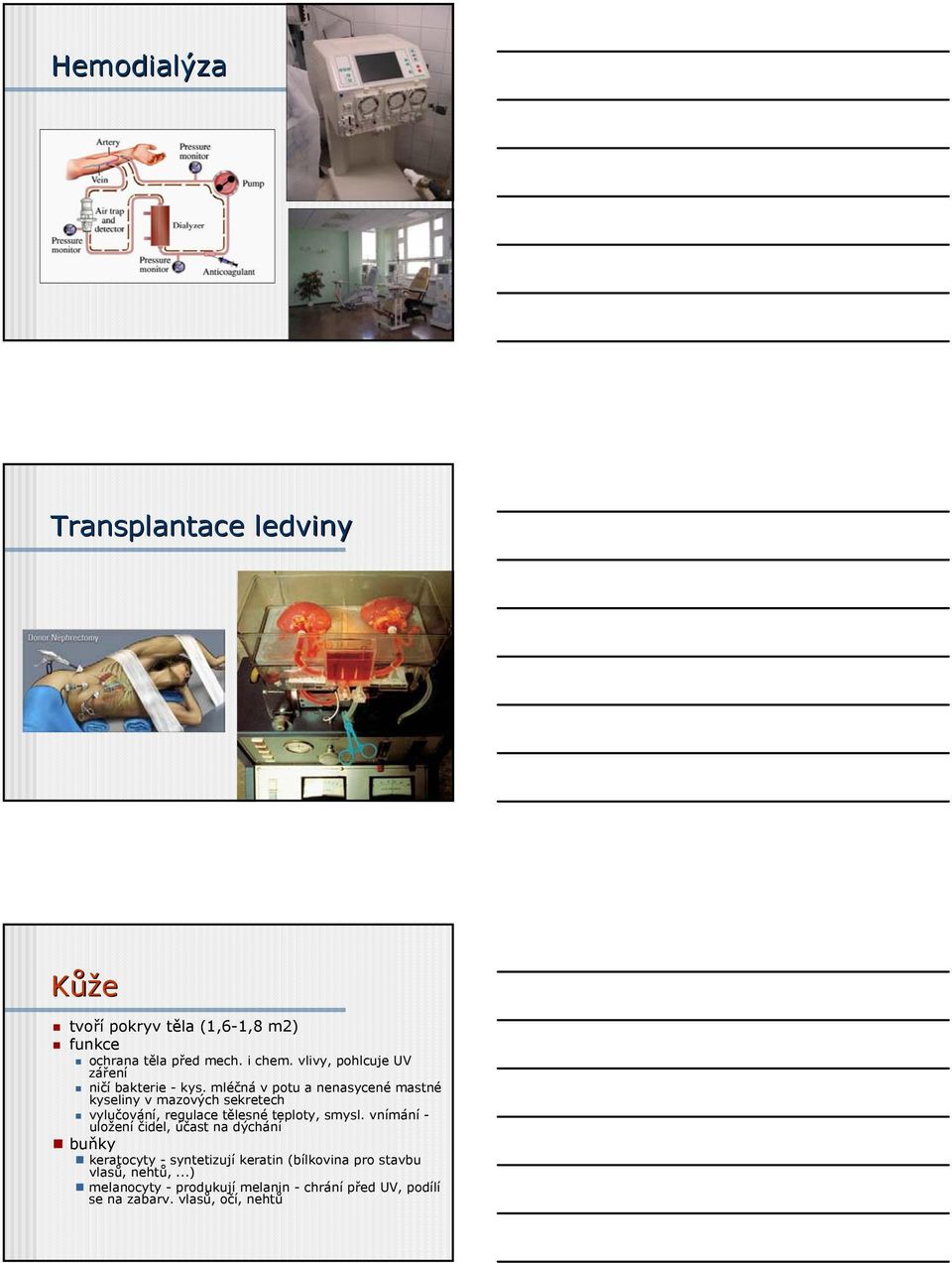 mléčná v potu a nenasycené mastné kyseliny v mazových sekretech vylučování, regulace tělesné teploty, smysl.