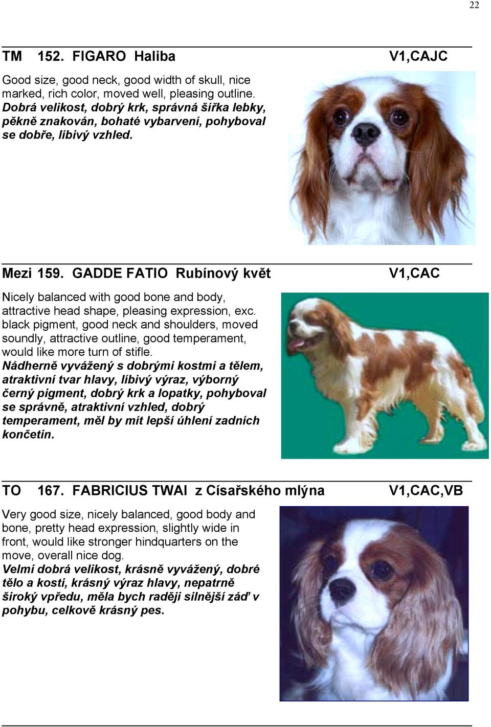 GADDE FATIO Rubínový květ V1,CAC Nicely balanced with good bone and body, attractive head shape, pleasing expression, exc.