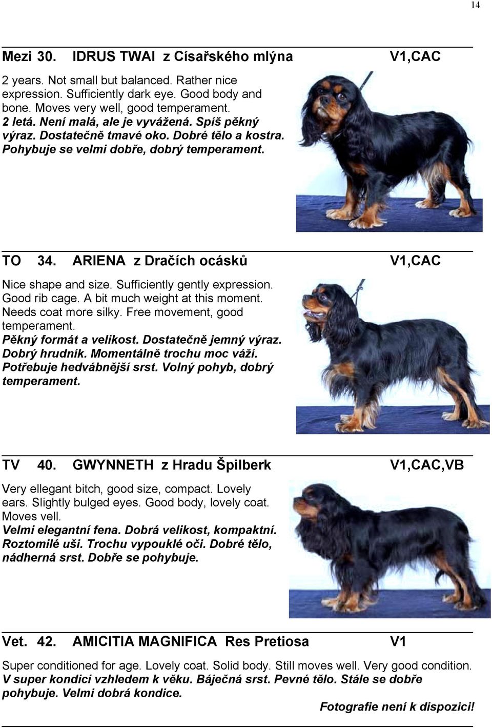 Sufficiently gently expression. Good rib cage. A bit much weight at this moment. Needs coat more silky. Free movement, good temperament. Pěkný formát a velikost. Dostatečně jemný výraz. Dobrý hrudník.