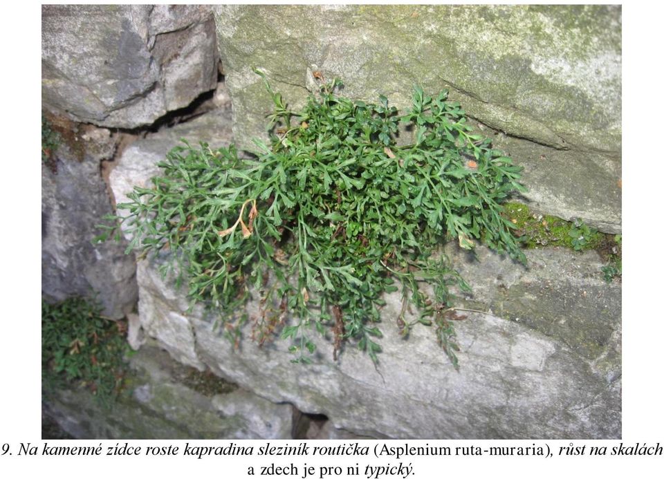 (Asplenium ruta-muraria), růst