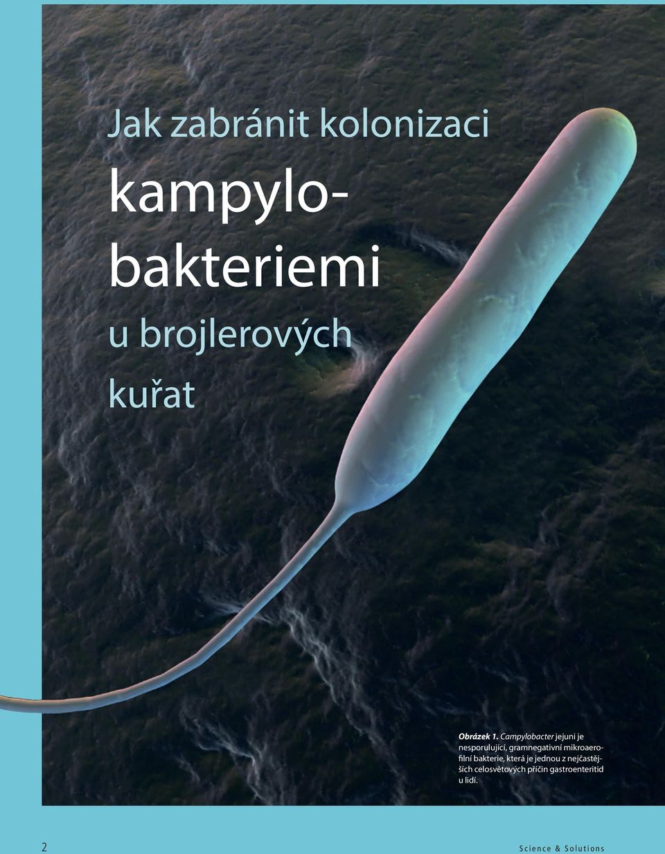 Campylobacter jejuni je nesporulující, gramnegativní