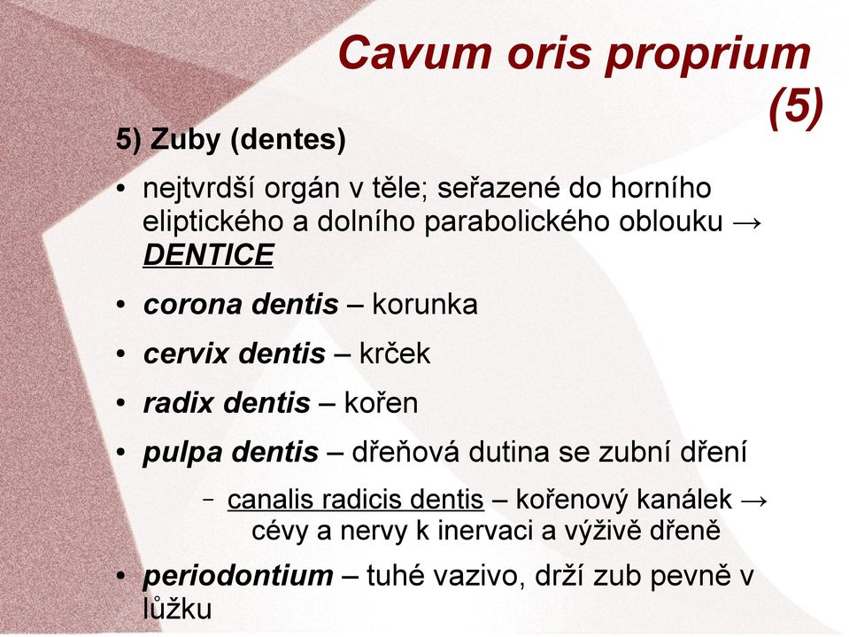 krček radix dentis kořen pulpa dentis dřeňová dutina se zubní dření canalis radicis dentis