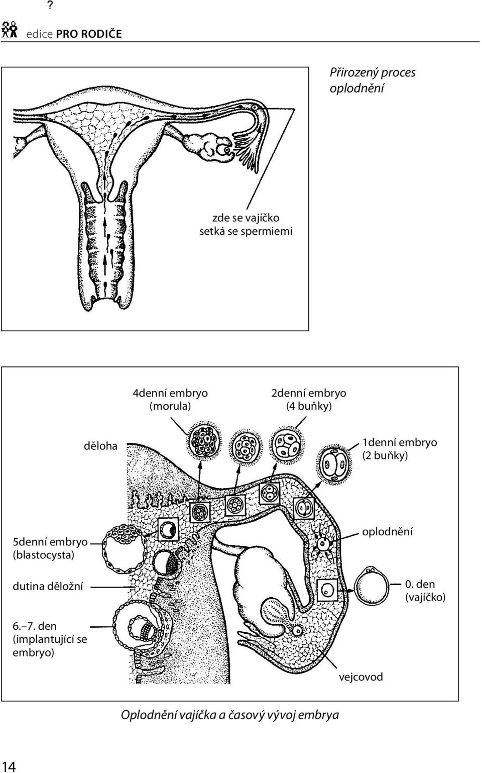 (blastocysta) dutina děložní oplodnění 0. den (vajíčko) 6. 7.