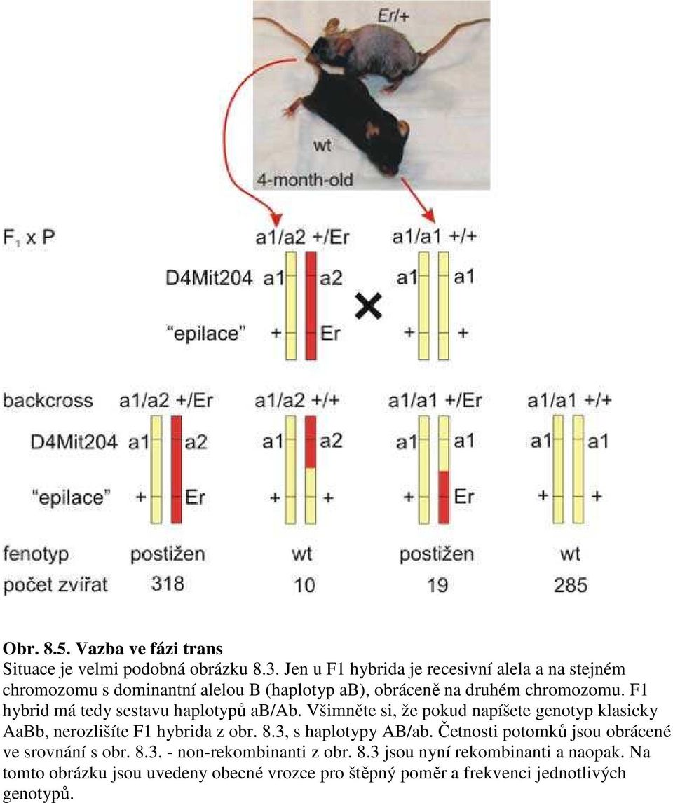 F1 hybrid má tedy sestavu haplotypů ab/ab. Všimněte si, že pokud napíšete genotyp klasicky AaBb, nerozlišíte F1 hybrida z obr. 8.
