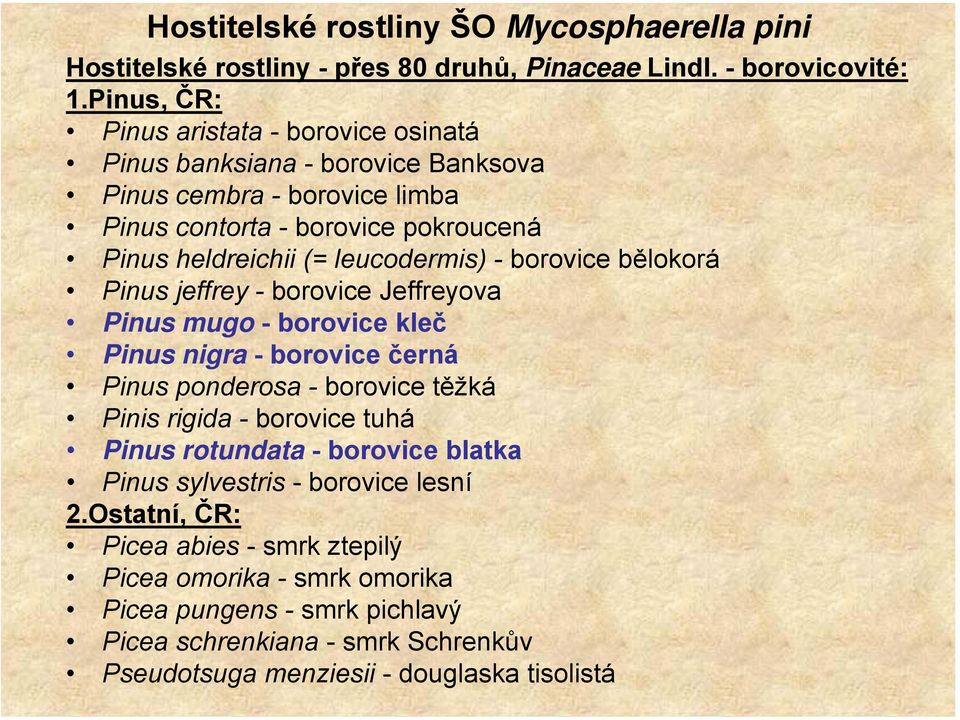 leucodermis) - borovice bělokorá Pinus jeffrey - borovice Jeffreyova Pinus mugo - borovice kleč Pinus nigra - borovice černá Pinus ponderosa - borovice těžká Pinis rigida -