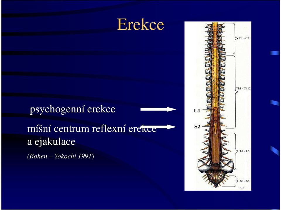 reflexní erekce a