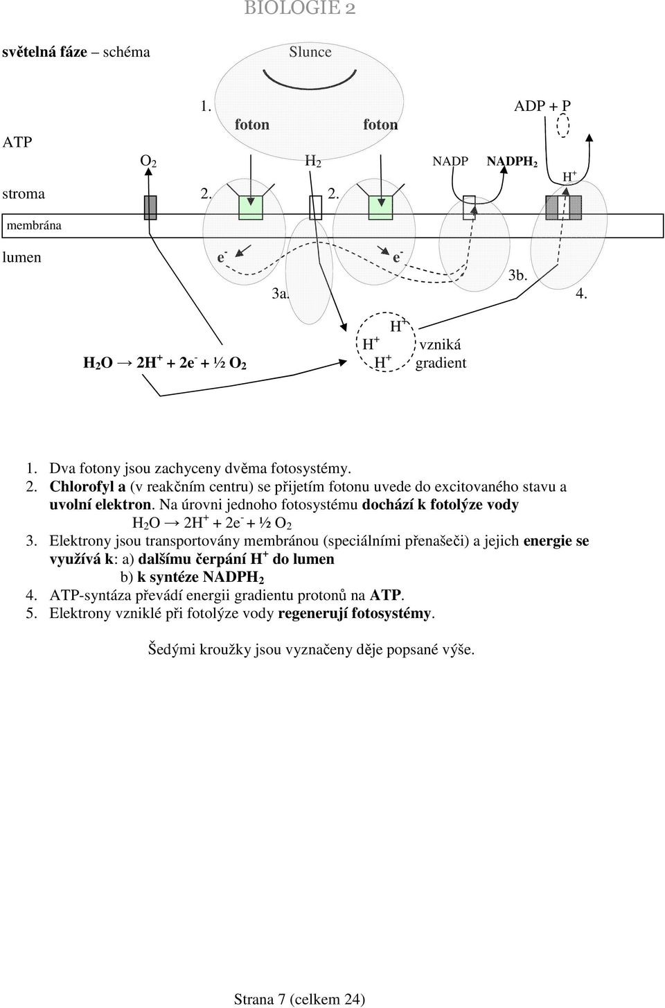 Na úrovni jednoho fotosystému dochází k fotolýze vody H 2 O 2H + + 2e - + ½ O 2 3.