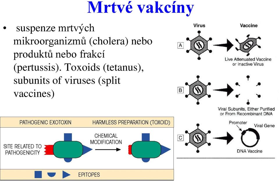 produktů nebo frakcí (pertussis).