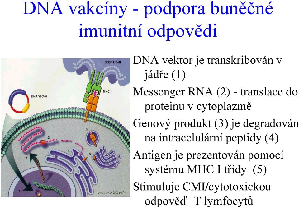 produkt (3) je degradován na intracelulární peptidy (4) Antigen je