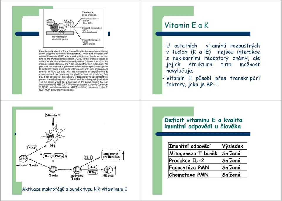 Deficit vitaminu E a kvalita imunitní odpovědi u člověka Imunitní odpověď Výsledek Mitogeneza T buněk Snížená