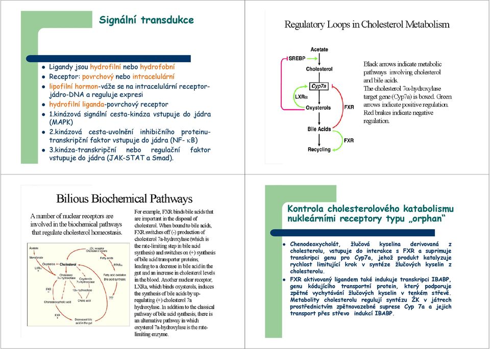 kináza-transkripční nebo regulační faktor vstupuje do jádra (JAK-STAT a Smad).