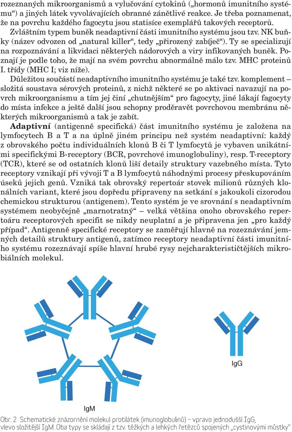 NK buňky (název odvozen od natural killer, tedy přirozený zabíječ ). Ty se specializují na rozpoznávání a likvidaci některých nádorových a viry infikovaných buněk.