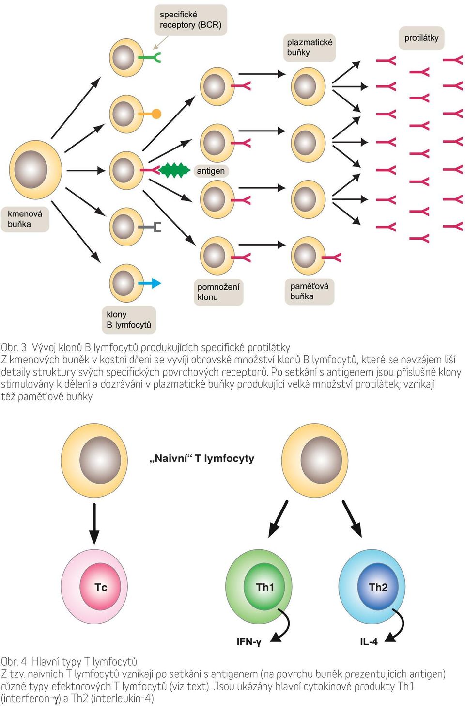 Po setkání s antigenem jsou příslušné klony stimulovány k dělení a dozrávání v plazmatické buňky produkující velká množství protilátek; vznikají též paměťové buňky Naivní